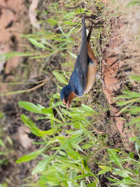 Barn Swallow