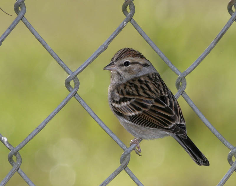 Chipping Sparrow