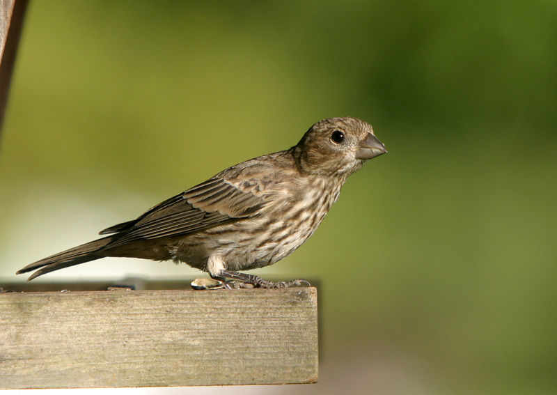 House Finch (Female)