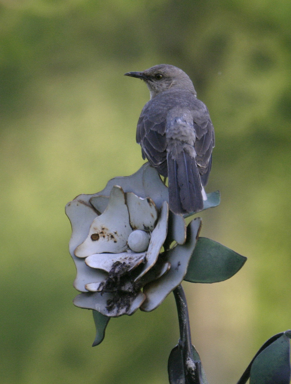 Northern Mockingbird