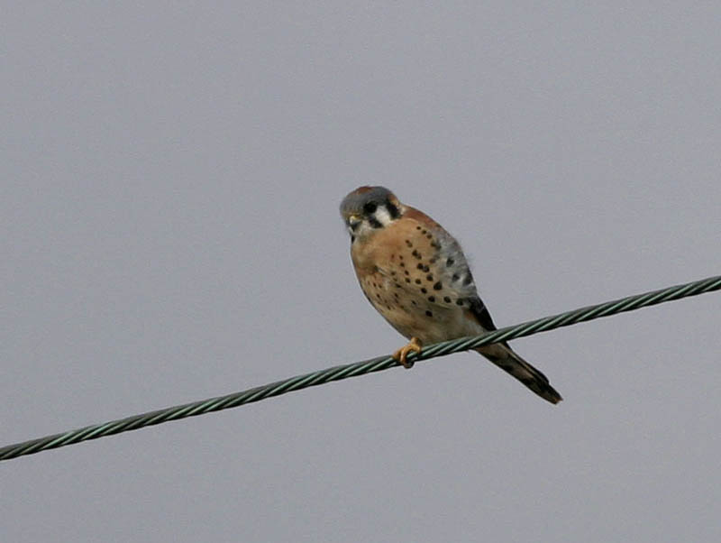 american_kestrel.jpg