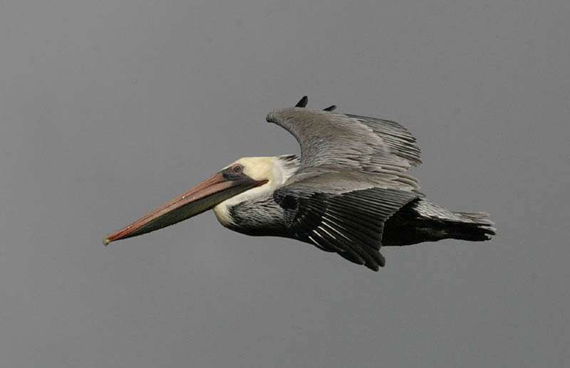 brown_pelican.jpg