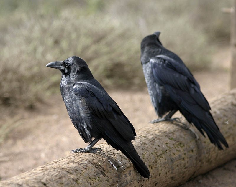 common_raven.jpg