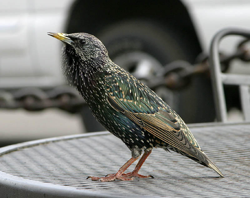 european_starling.jpg