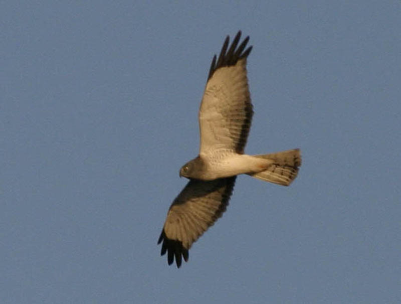 northern_harrier.jpg