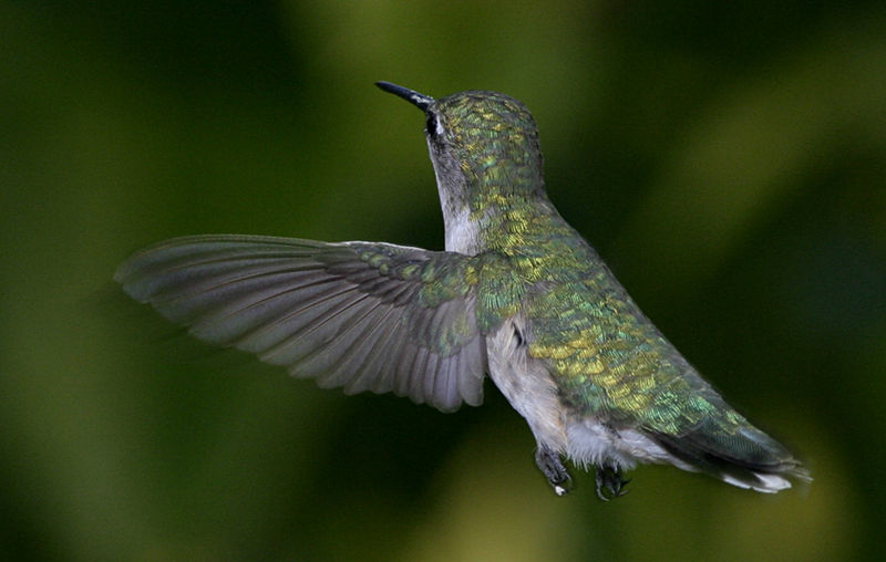 hummingbird_003_rt16z.jpg