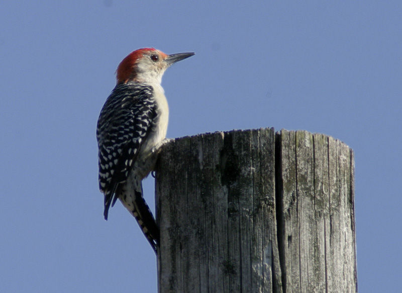 red bellied woodpecker.jpg