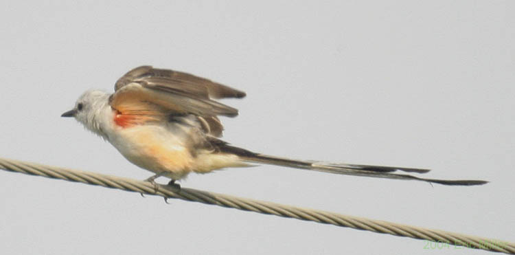 scissor_tailed_flycatcher 4.jpg