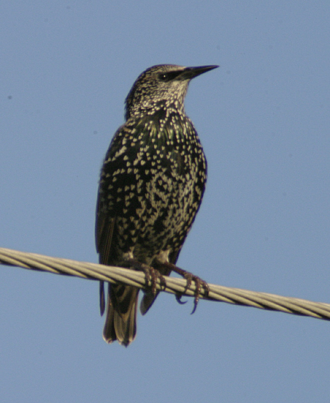 starling-2.jpg