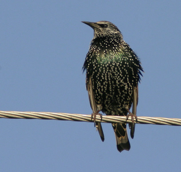 starling-4.jpg