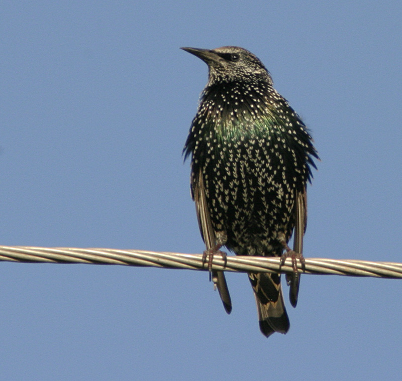 starling-4.jpg