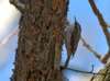 Brown Creeper