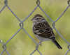 Chipping Sparrow