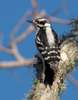 Downy Woodpecker