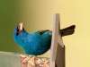 Indigo Bunting