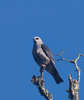 Mississippi Kite