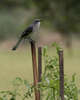 Northern Mockingbird