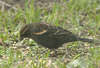 Red Winged Blackbird (Juvenile)