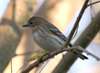 Yellow Rumped Warbler