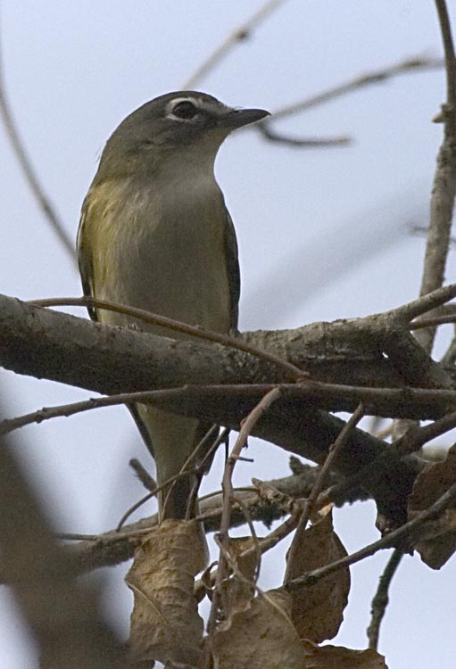 blue_headed_vireo.jpg