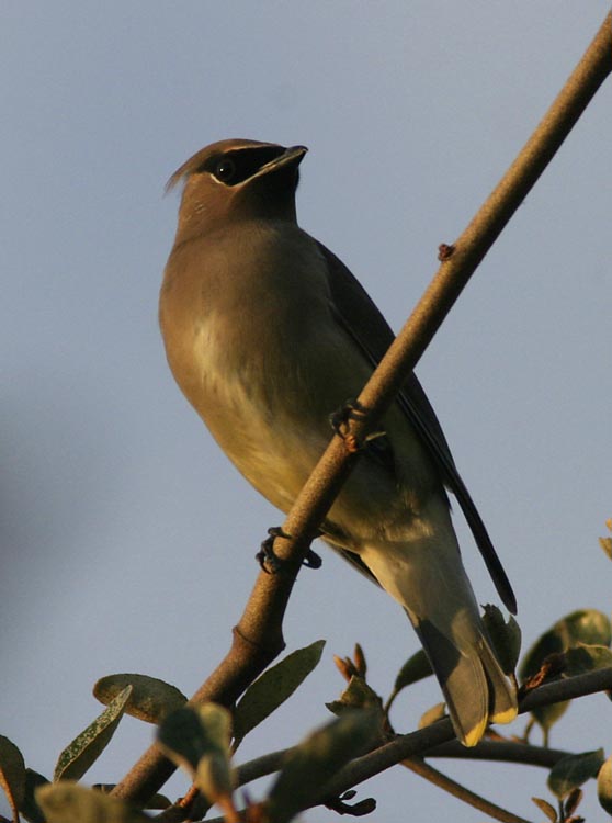 Cedar Waxwing