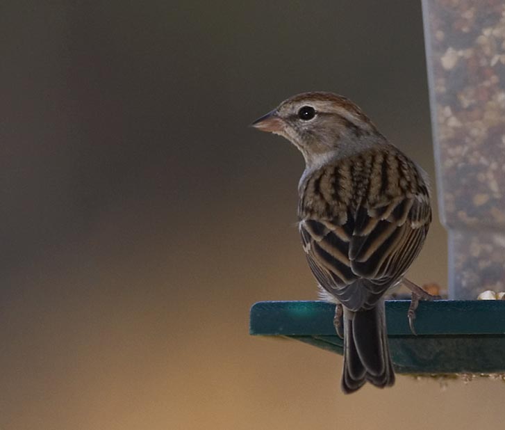 chipping_sparrow_3.jpg