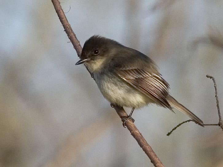 eastern_phoebe.jpg