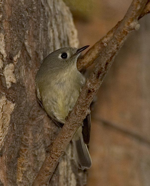 ruby_crowned_kinglet.jpg