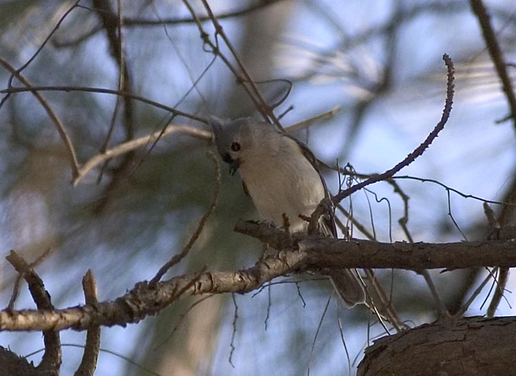 tufted_titmouse.jpg