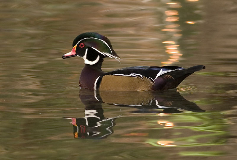 wood_duck.jpg