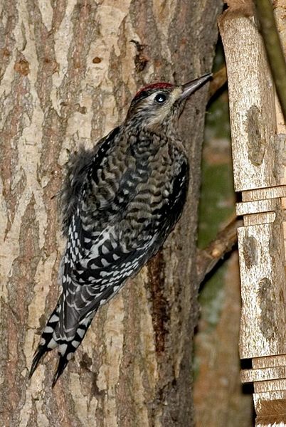 yellow_bellied_sapsucker.jpg