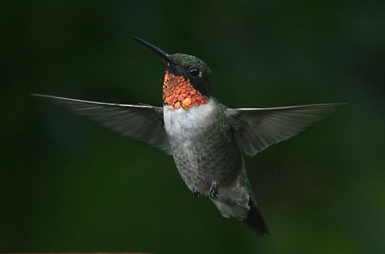hummers_008