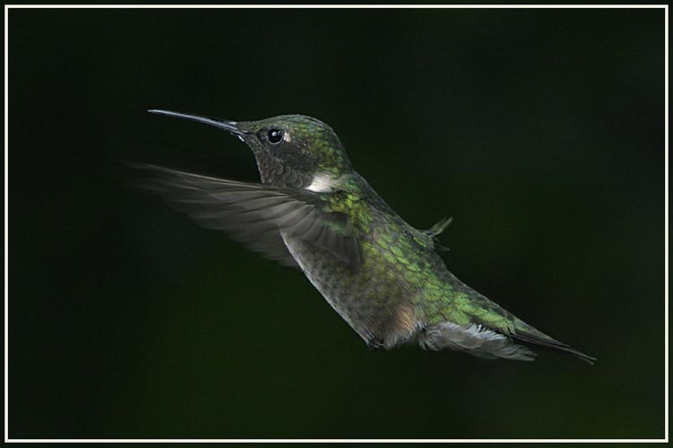 hummers_009