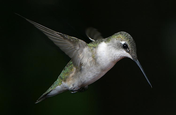 hummers_011