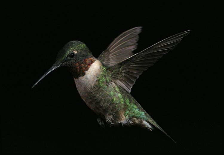 hummers_014