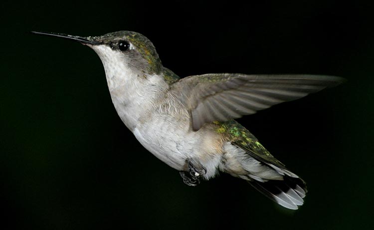 hummers_016