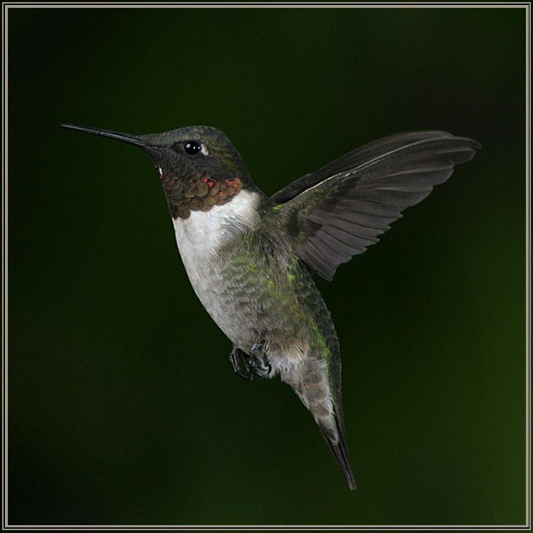 hummers_018