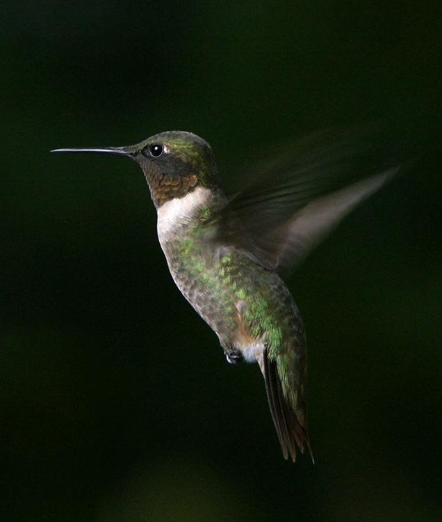 hummers_021